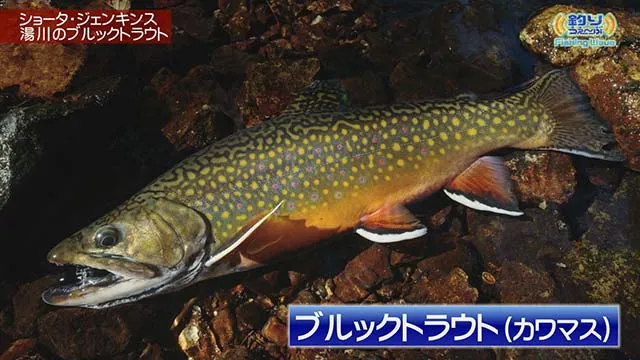 FishingWave 夏の湯川でブルックトラウトを狙う メイン