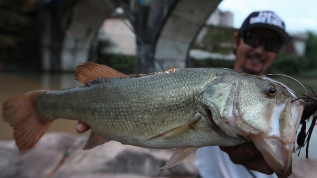 Make?!  Make14 初秋・濁り・シャローカバーの法則