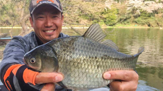 ヘラブナギャラリー 春到来 間瀬湖の桜に酔いしれる