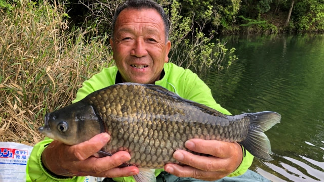 ヘラブナギャラリー 深宙 奈良県室生湖の巨ベラ