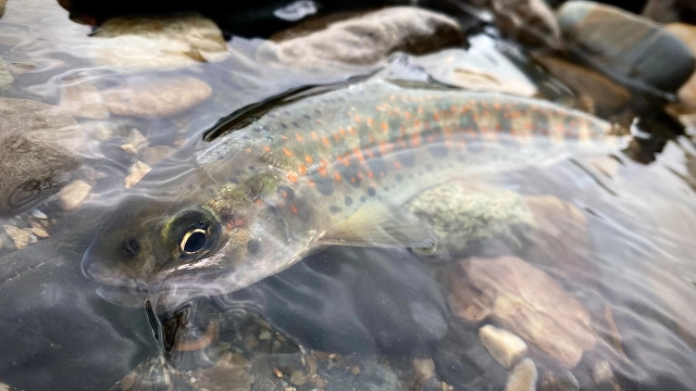 25 長野県木曽川のアマゴ