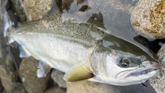 TROUT QUEST 27 福井県九頭竜川の本流ヤマメ