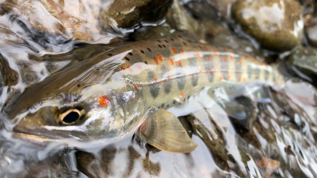 TROUT QUEST 28 岐阜県揖斐川の本流アマゴ