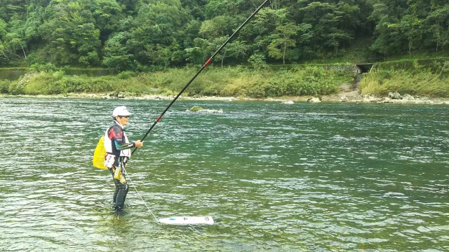 伝心伝承 177 高知県 四万十川 ～大鮎乱舞～