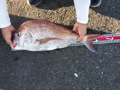 釣り船くわだの2021年8月6日(金)3枚目の写真