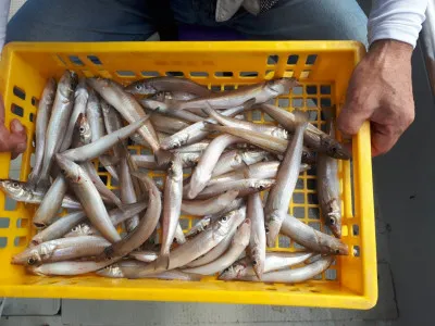 釣り船くわだの2021年8月27日(金)4枚目の写真