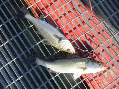 尼崎市立魚つり公園の2021年11月13日(土)3枚目の写真