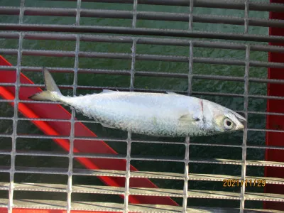 尼崎市立魚つり公園の2021年11月29日(月)2枚目の写真