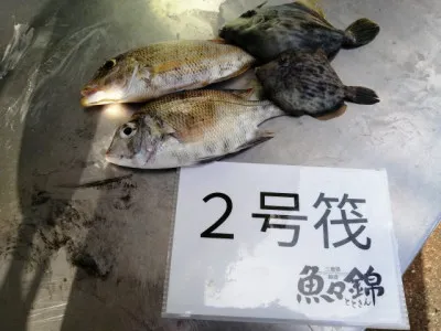 三重外湾漁協 錦事業所直営 釣り筏の2021年11月11日(木)2枚目の写真