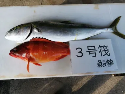 三重外湾漁協 錦事業所直営 釣り筏の2021年11月13日(土)2枚目の写真