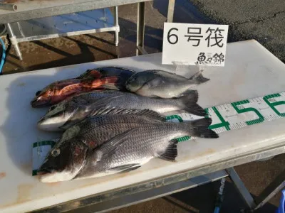 三重外湾漁協 錦事業所直営 釣り筏の2021年11月26日(金)1枚目の写真