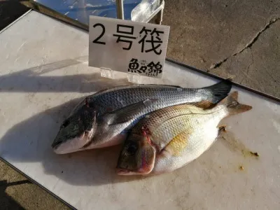 三重外湾漁協 錦事業所直営 釣り筏の2021年12月3日(金)2枚目の写真