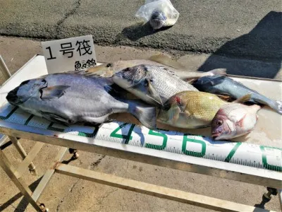 三重外湾漁協 錦事業所直営 釣り筏の2021年12月8日(水)3枚目の写真