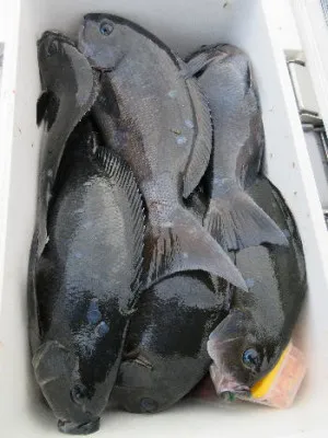 中山総合釣センター・海遊の2021年12月5日(日)2枚目の写真