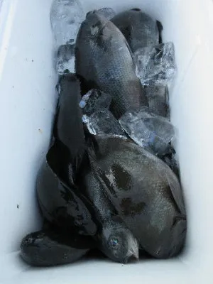 中山総合釣センター・海遊の2021年12月6日(月)3枚目の写真