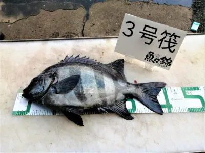 三重外湾漁協 錦事業所直営 釣り筏の2021年12月10日(金)2枚目の写真