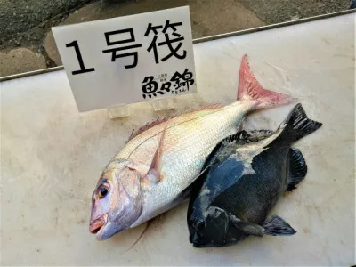 三重外湾漁協 錦事業所直営 釣り筏の2022年1月12日(水)1枚目の写真
