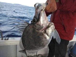 遊漁船・海坊主Vの2022年1月19日(水)1枚目の写真