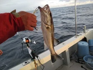 遊漁船・海坊主Vの2022年1月19日(水)3枚目の写真