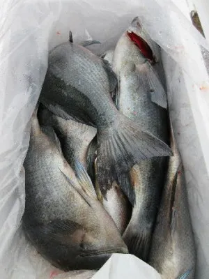 中山総合釣センター・海遊の2021年12月29日(水)3枚目の写真
