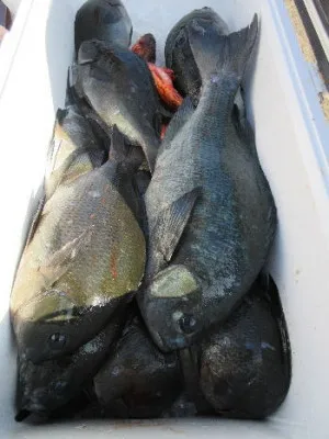 中山総合釣センター・海遊の2022年1月3日(月)3枚目の写真