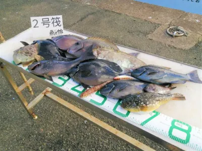 三重外湾漁協 錦事業所直営 釣り筏の2022年1月20日(木)2枚目の写真
