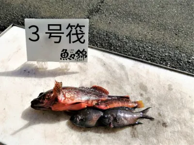 三重外湾漁協 錦事業所直営 釣り筏の2022年1月26日(水)3枚目の写真