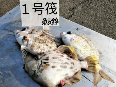 三重外湾漁協 錦事業所直営 釣り筏の2022年2月2日(水)2枚目の写真