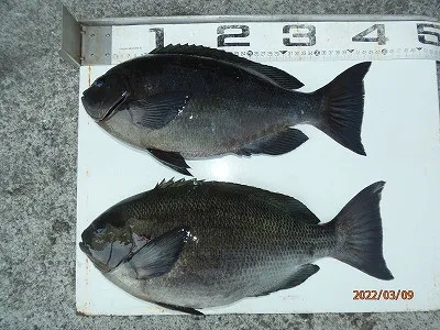 奥田つり具店の2022年3月9日(水)2枚目の写真
