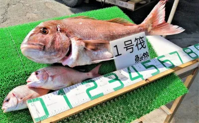 三重外湾漁協 錦事業所直営 釣り筏の2022年4月6日(水)2枚目の写真