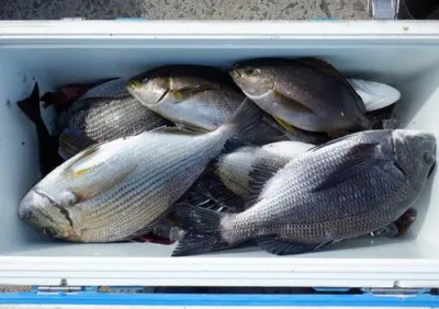 丸銀釣りセンターの2022年4月6日(水)1枚目の写真