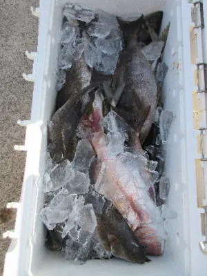 中山総合釣センター・海遊の2022年4月17日(日)2枚目の写真