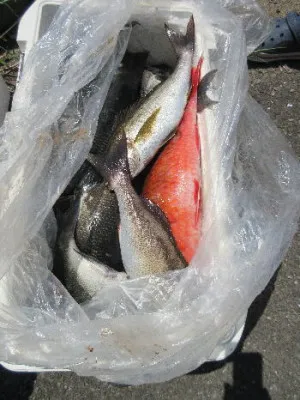 中山総合釣センター・海遊の2022年5月4日(水)2枚目の写真