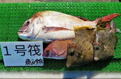 三重外湾漁協 錦事業所直営 釣り筏の2022年5月5日(木)1枚目の写真