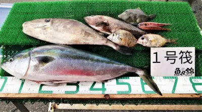 三重外湾漁協 錦事業所直営 釣り筏の2022年6月10日(金)2枚目の写真