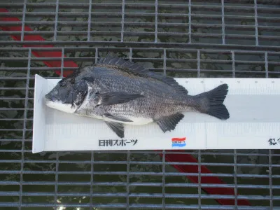 尼崎市立魚つり公園の2022年6月22日(水)3枚目の写真