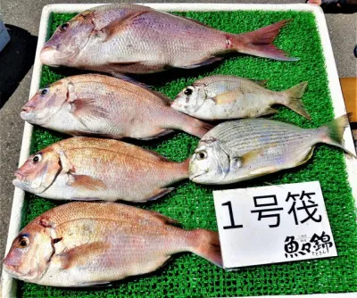 三重外湾漁協 錦事業所直営 釣り筏の2022年6月24日(金)2枚目の写真