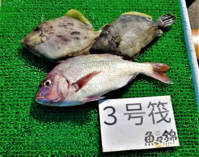 三重外湾漁協 錦事業所直営 釣り筏の2022年6月30日(木)2枚目の写真
