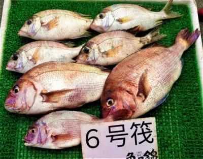 三重外湾漁協 錦事業所直営 釣り筏の2022年7月10日(日)5枚目の写真