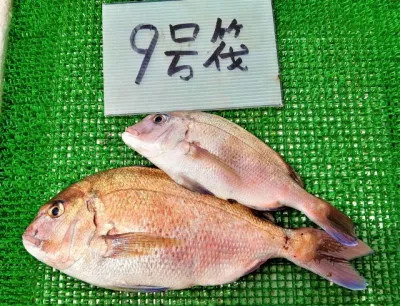 三重外湾漁協 錦事業所直営 釣り筏の2022年7月21日(木)1枚目の写真