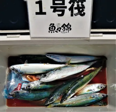 三重外湾漁協 錦事業所直営 釣り筏の2022年8月19日(金)3枚目の写真