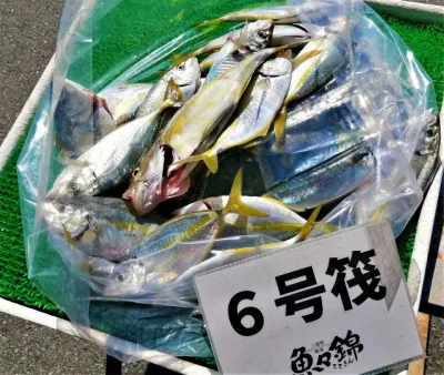 三重外湾漁協 錦事業所直営 釣り筏の2022年9月25日(日)3枚目の写真