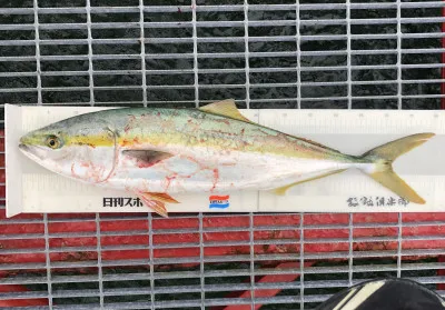 尼崎市立魚つり公園の2022年10月12日(水)2枚目の写真