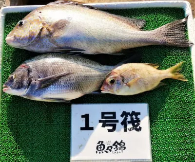 三重外湾漁協 錦事業所直営 釣り筏の2022年11月4日(金)1枚目の写真