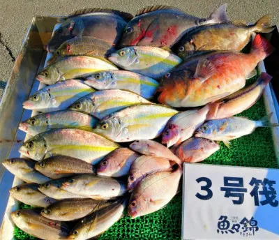 三重外湾漁協 錦事業所直営 釣り筏の2022年11月16日(水)1枚目の写真