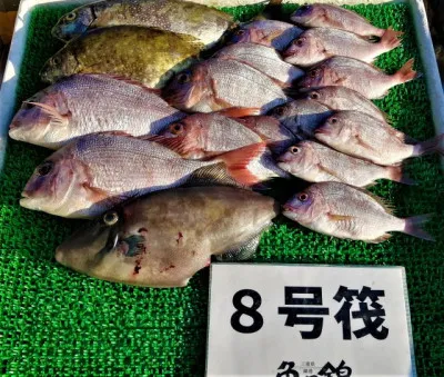 三重外湾漁協 錦事業所直営 釣り筏の2022年11月16日(水)3枚目の写真