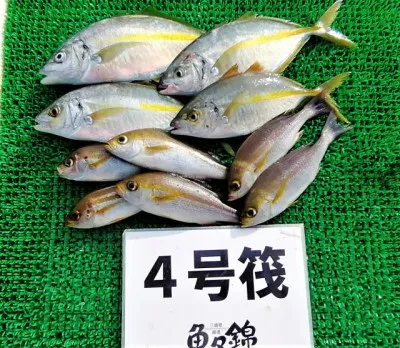 三重外湾漁協 錦事業所直営 釣り筏の2022年11月17日(木)3枚目の写真