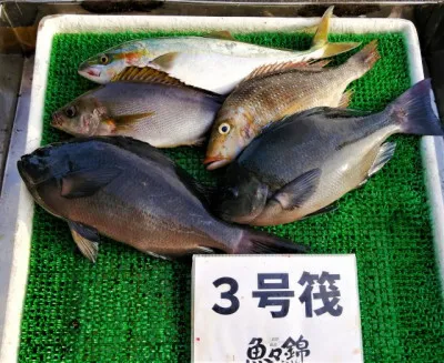 三重外湾漁協 錦事業所直営 釣り筏の2022年11月24日(木)2枚目の写真