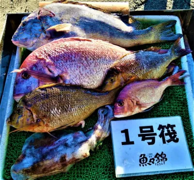 三重外湾漁協 錦事業所直営 釣り筏の2022年11月25日(金)2枚目の写真