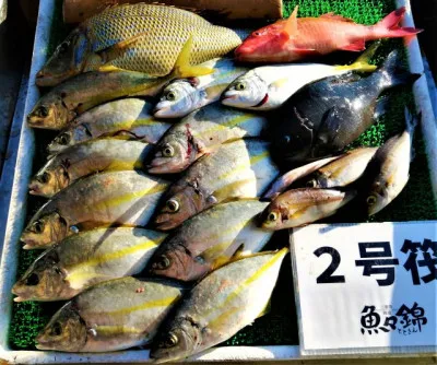 三重外湾漁協 錦事業所直営 釣り筏の2022年11月25日(金)3枚目の写真